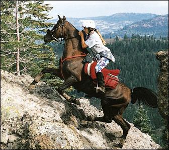 Endurance Horse Racing